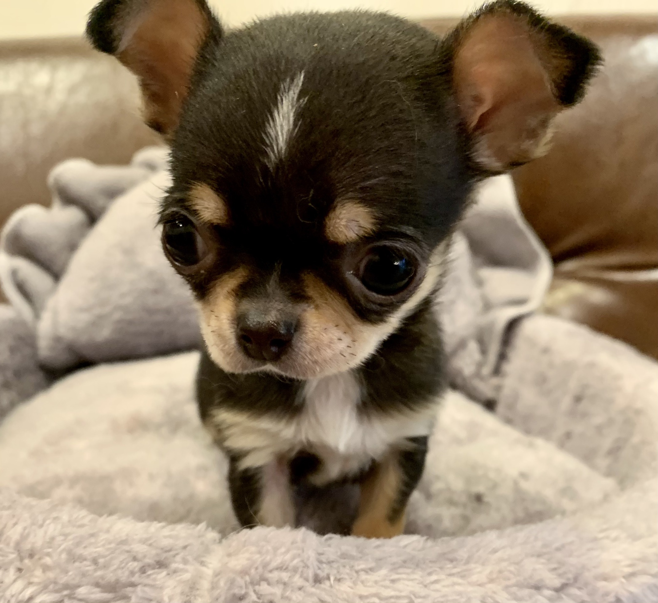 ミックス犬のご紹介 港区南青山のペットショップ ココ パル ミックス犬のご紹介 港区南青山のペットショップ ココ パル